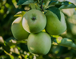 Manzana